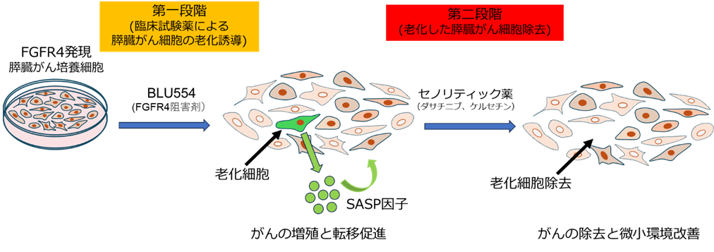 LU554およびセノリティック薬による二段階治療の概念図