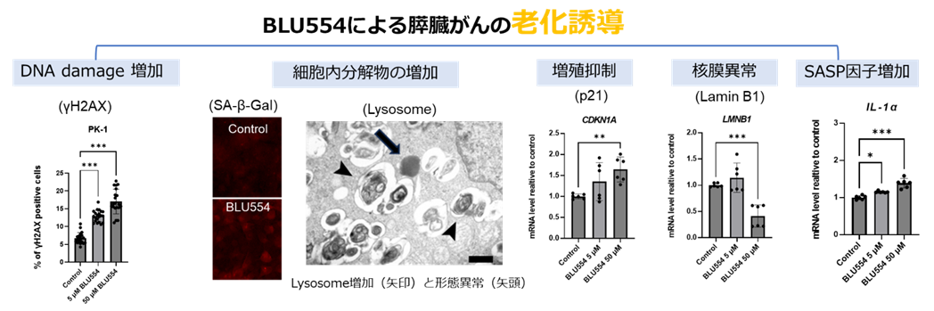 BLU554によって誘導された膵臓がんの老化細胞の特徴