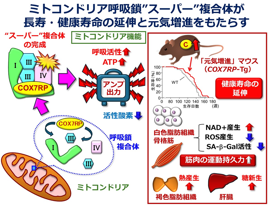 ミトコンドリアの呼吸出力を上げる