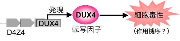 DUX4による細胞毒性