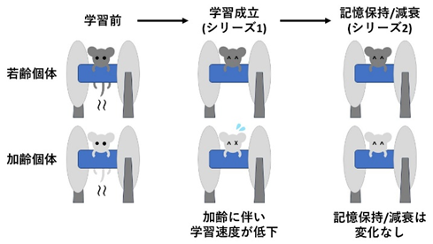 歳を取ると新しいことが覚えにくくなる？－学習の速さと強さの解析系の確立