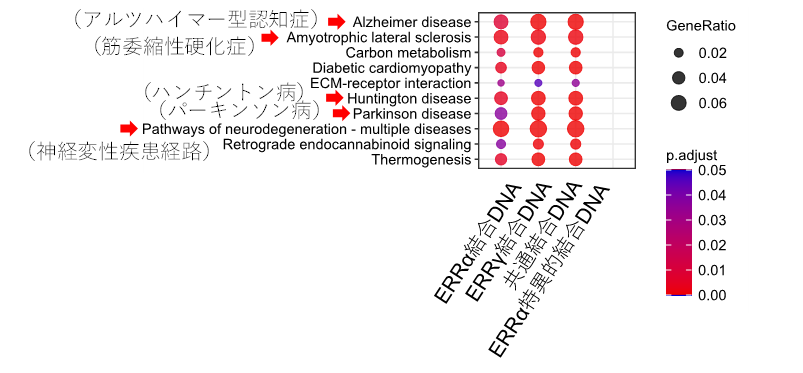 エストロゲン（女性ホルモン）関連受容体ERRαとERRγが遺伝子発現量の増減を調節するために結合するDNAに濃縮される経路。