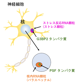 細胞内に存在する２種類のRNA顆粒