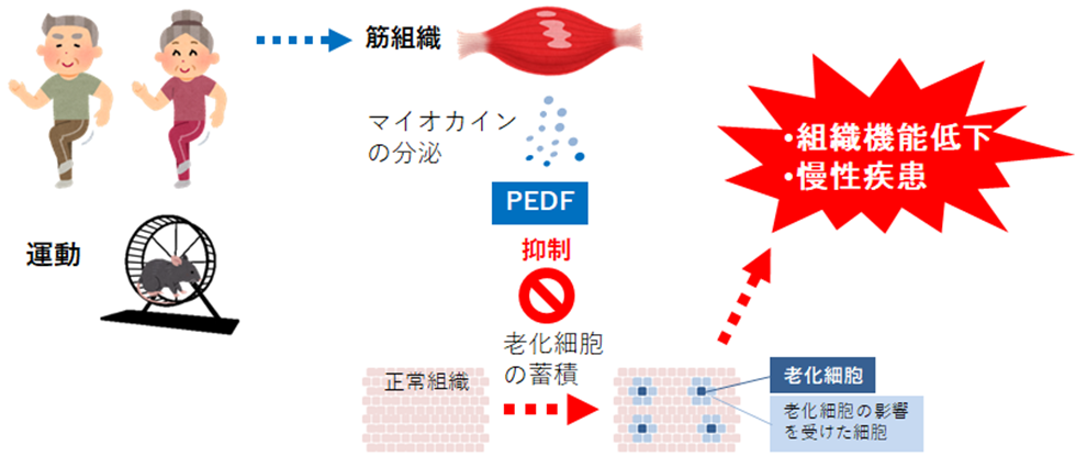 運動が、慢性疾患を増悪化する細胞老化を抑制するメカニズムを解明01