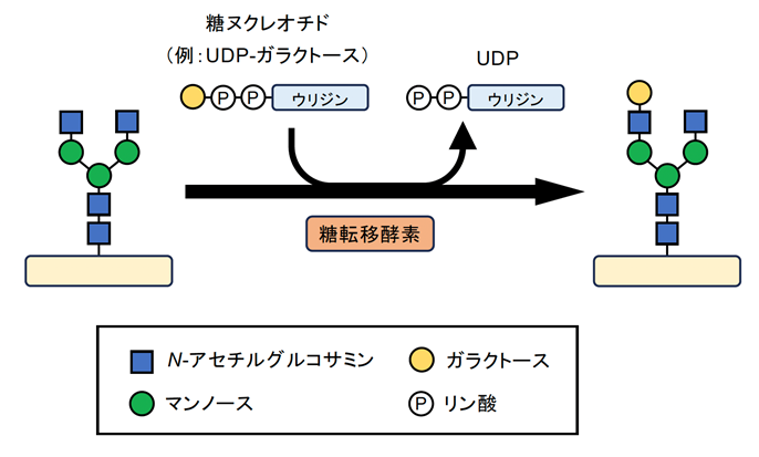 糖鎖の合成反応。糖転移酵素が、糖の供与体である糖ヌクレオチドから糖を次々に結合させることで糖鎖が合成される。