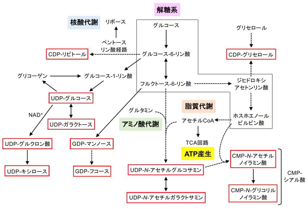 糖ヌクレオチドの合成経路。