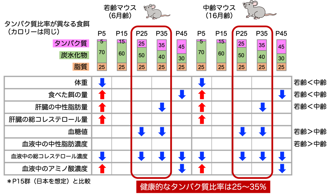 「高齢期にむけた健康的な食事のタンパク質比率は25〜35%」01